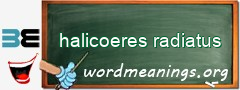 WordMeaning blackboard for halicoeres radiatus
